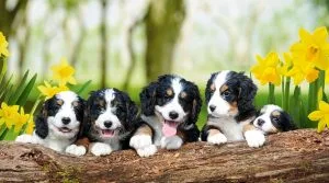 bernedoodle pros and cons