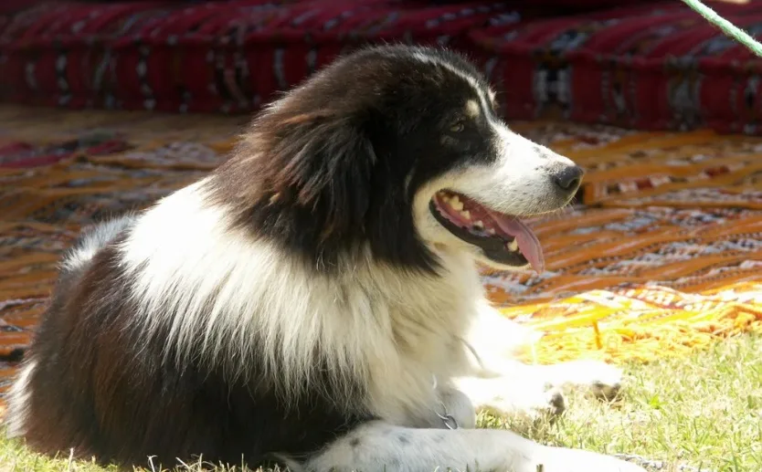 Aidi dog Atlas mountain dog Berber dog