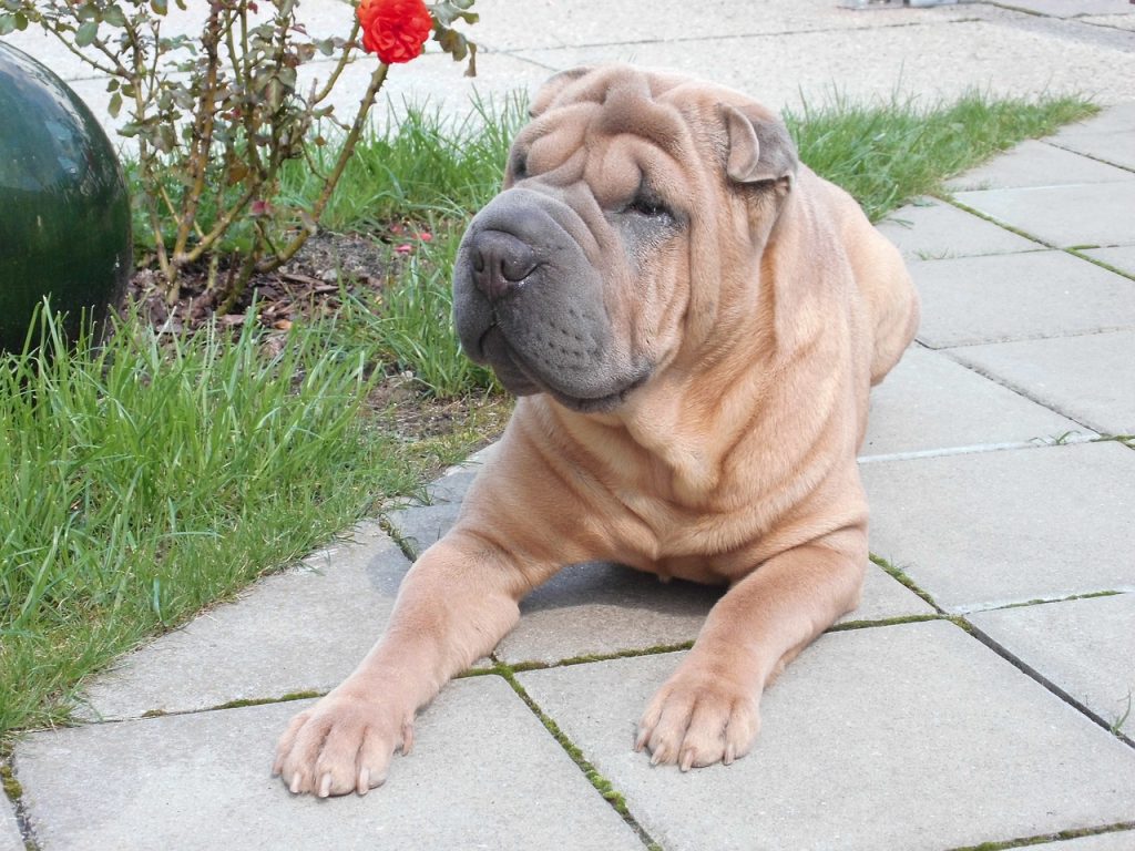 shar pei wrinkle dog