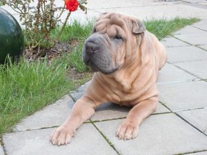 shar pei wrinkle dog