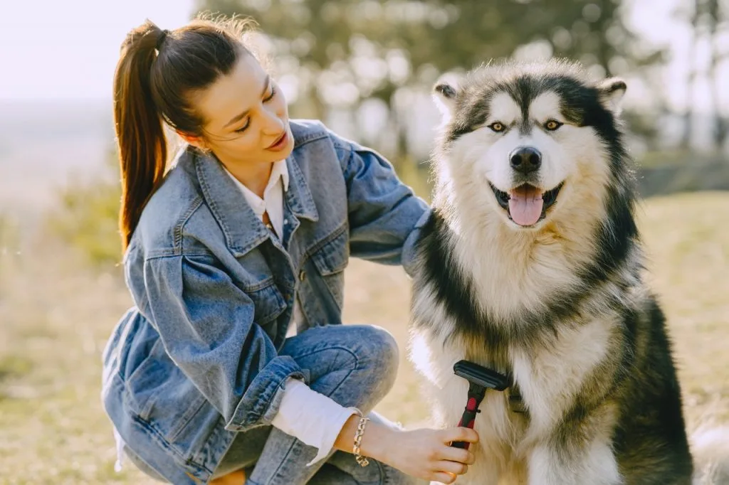 dog grooming tips