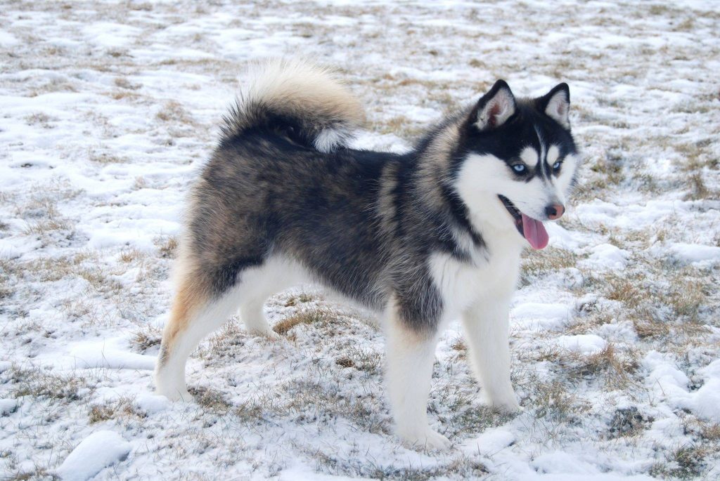 100+ Best Pomsky Names for 2024 - The Dogs Journal
