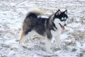 pomsky names