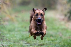 Rhodesian Ridgeback dog