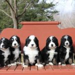 bernedoodle breeders