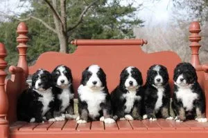 bernedoodle breeders