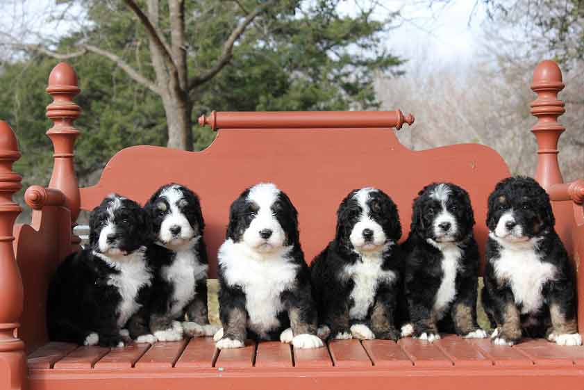 55 Top Photos Mini Bernedoodle Puppies California : Mini Bernedoodle Adoption