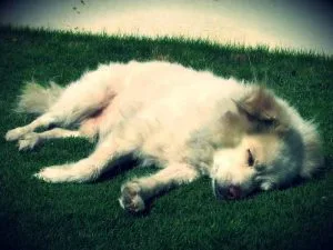 beautiful indian dog