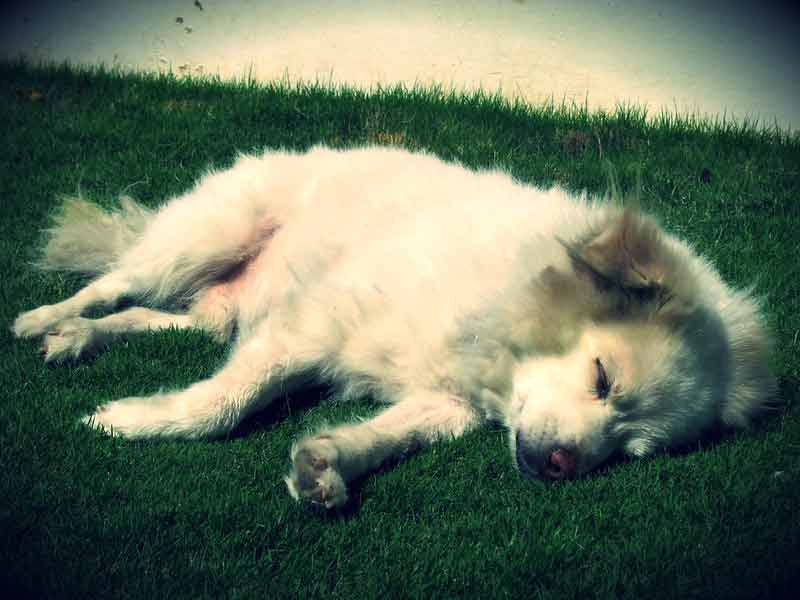 Most Popular Indian Dog Names For 2024 Updated The Dogs Journal
