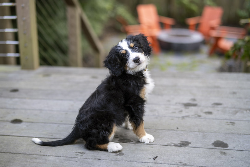 Bernedoodle dog