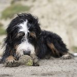 bernedoodle breeders illinois