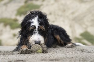 bernedoodle breeders illinois