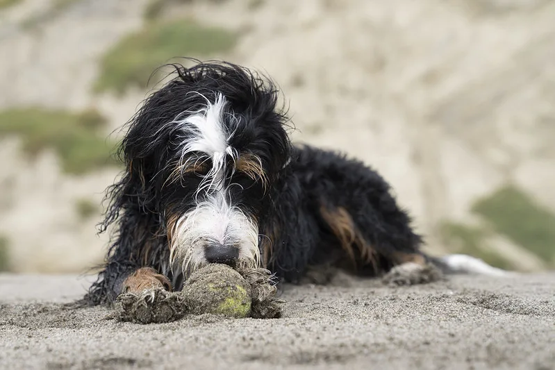 bernedoodle breeders illinois