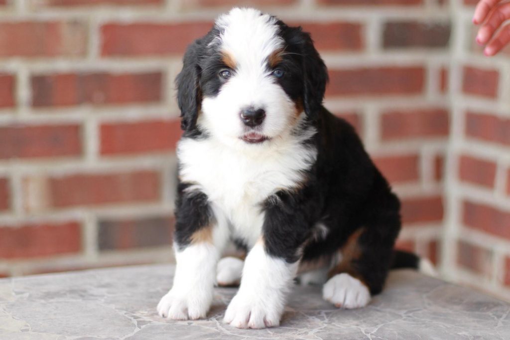 standard and mini bernedoodle puppies for sale in texas