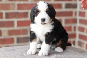 standard and mini bernedoodle puppies for sale in texas