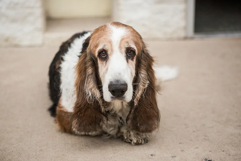 basset hound dog breed