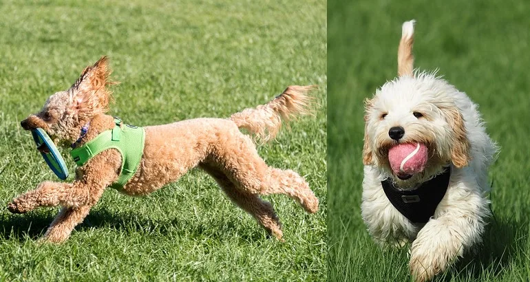 cavoodle vs groodle comparison