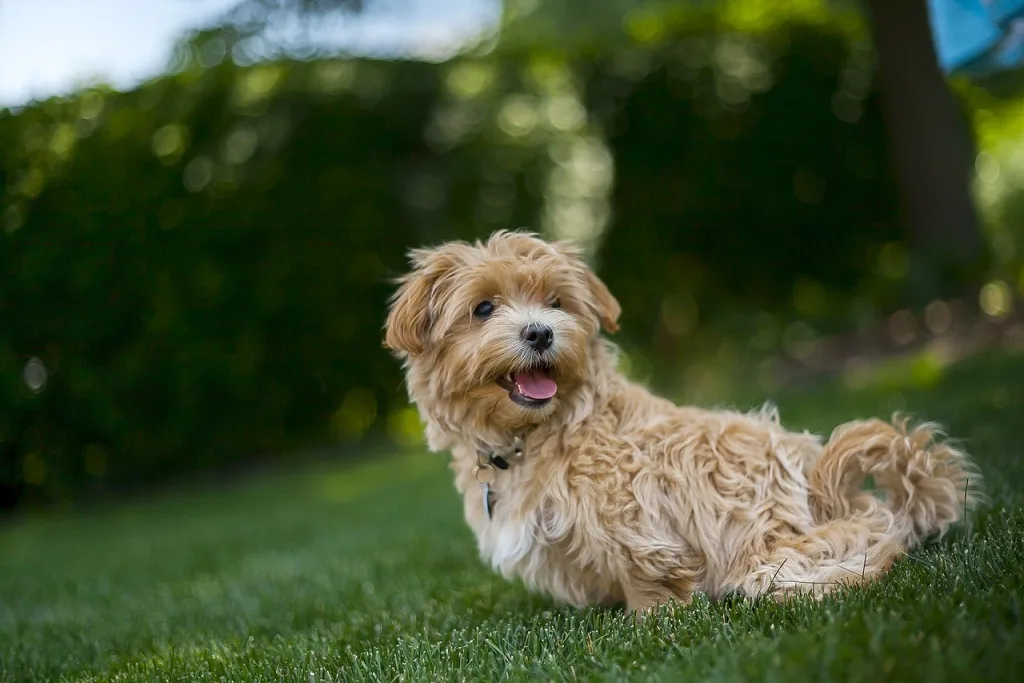 maltipoo moodle dog breed