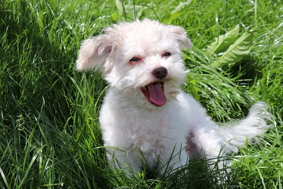 Russian Tsvetnaya Bolonka dog breed info