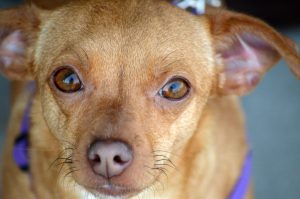 Chiweenie dog breed info