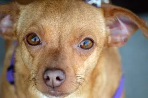 Chiweenie dog breed info