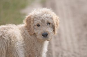 doodle dog facts