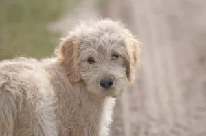 doodle dog facts