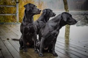 Black Dog Names
