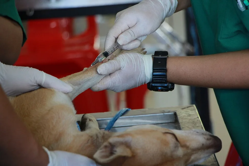 dog neuter and spay