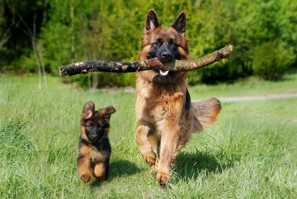 german shepherd dog breed info
