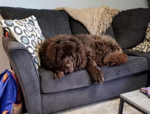 Newfiedoodle-dog-guide