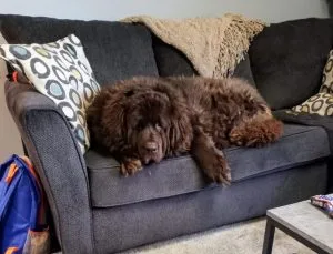 Newfiedoodle-dog-guide