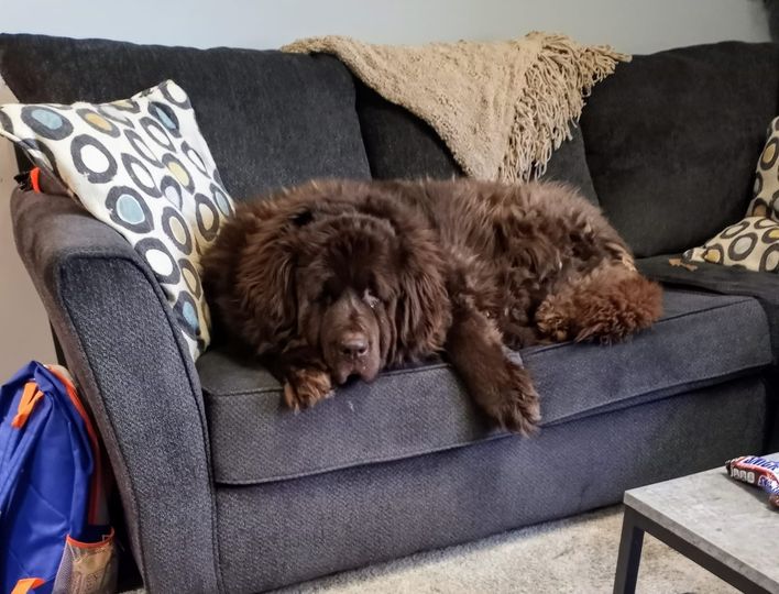 Newfiedoodle-dog-guide