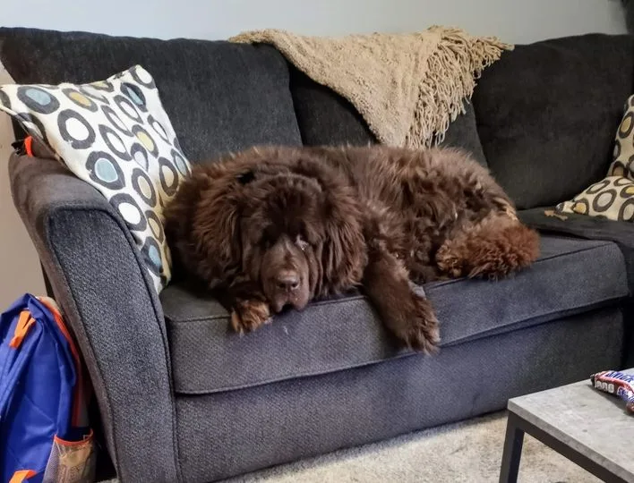 Newfiedoodle-dog-guide