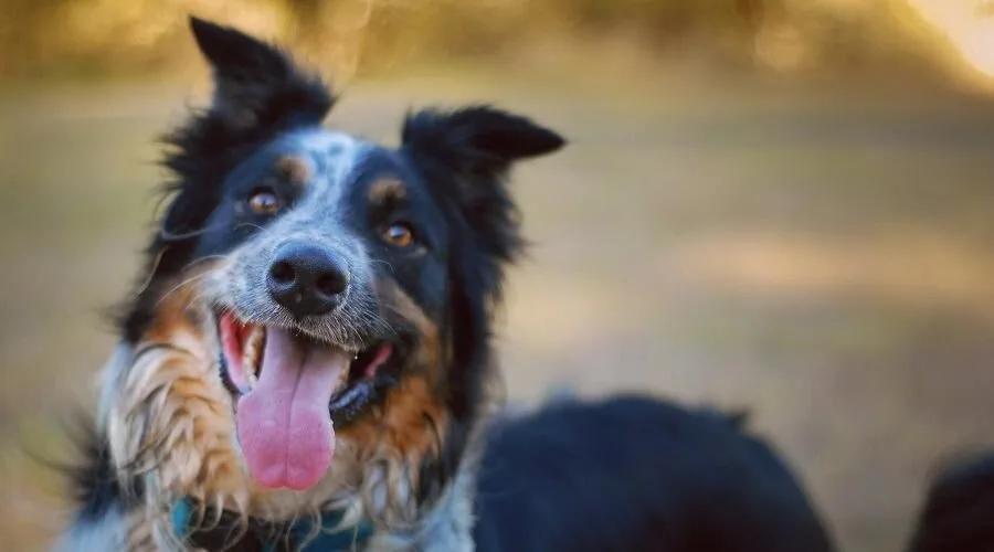 Australian Collie dog