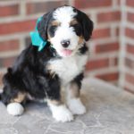 Bernedoodle breeders New york