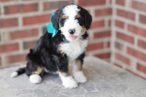 Bernedoodle breeders New york