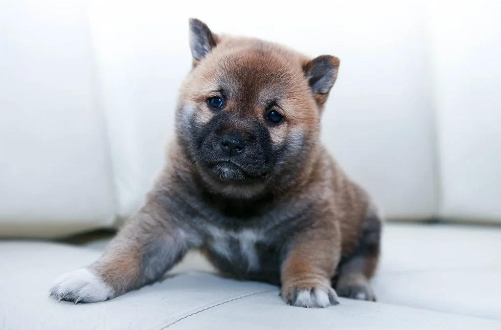 puppy first day home