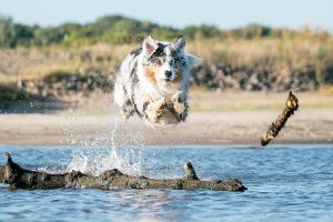 Australian Shepherd Australian Collie