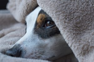 dog sleeping disorder dog insomnia