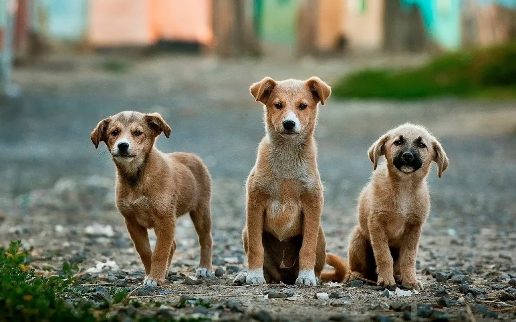 german dog names