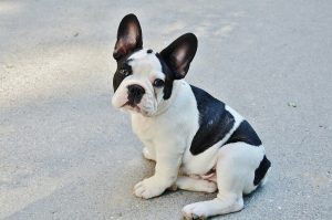 french bulldog behavior