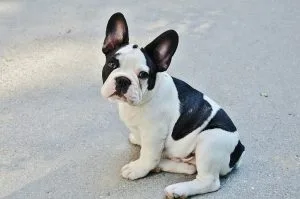french bulldog behavior