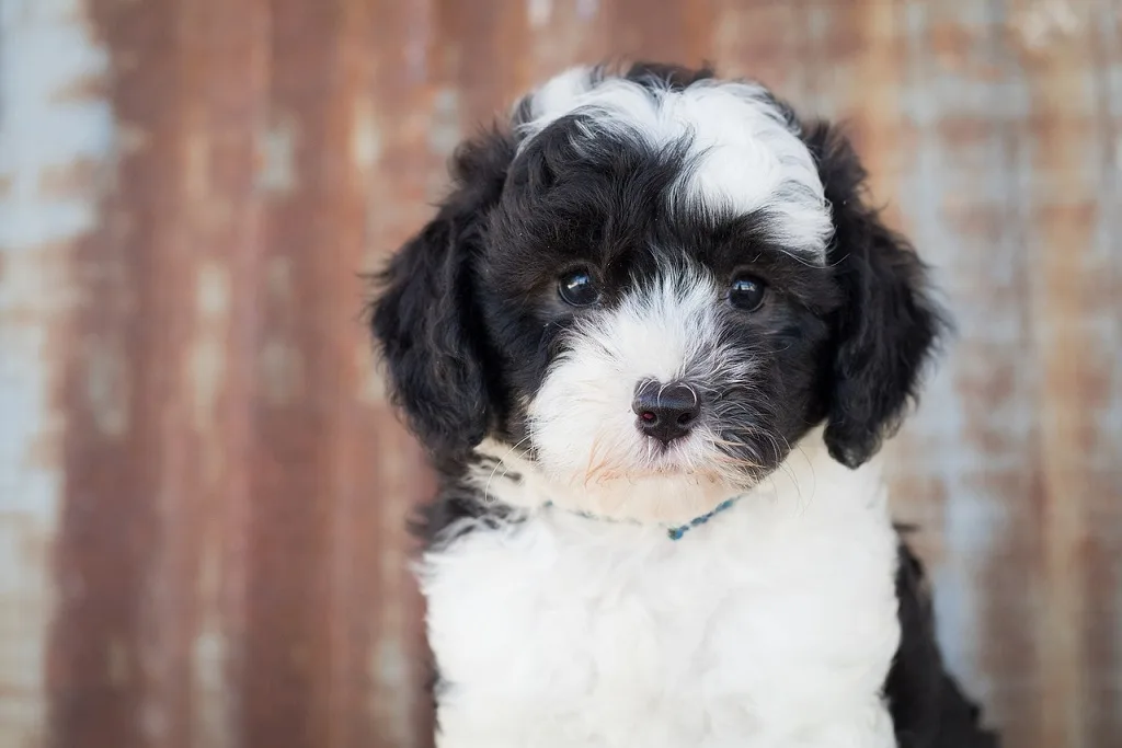sheepadoodle dog breed info