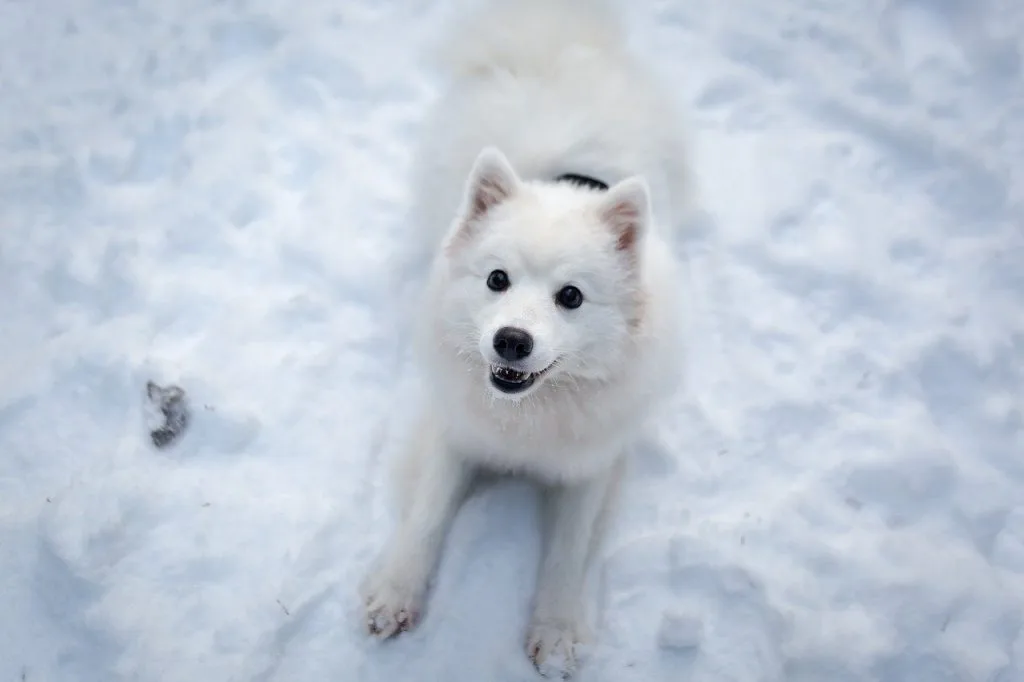 outside dog winter care