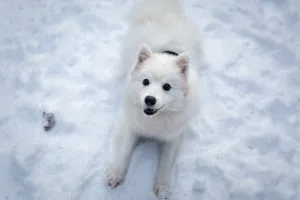 outside dog winter care