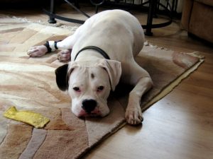 separation anxiety in dogs