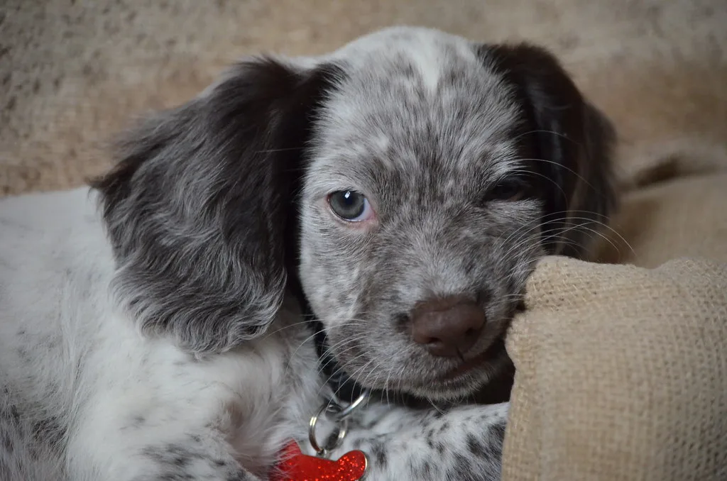 Sprocker Spaniel