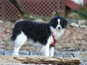 bordoodle borpoo borderdoodle