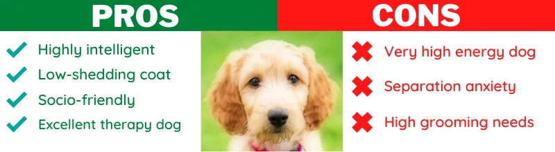 irish doodle pros and cons